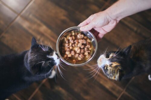 super maistas šunims ir katėms