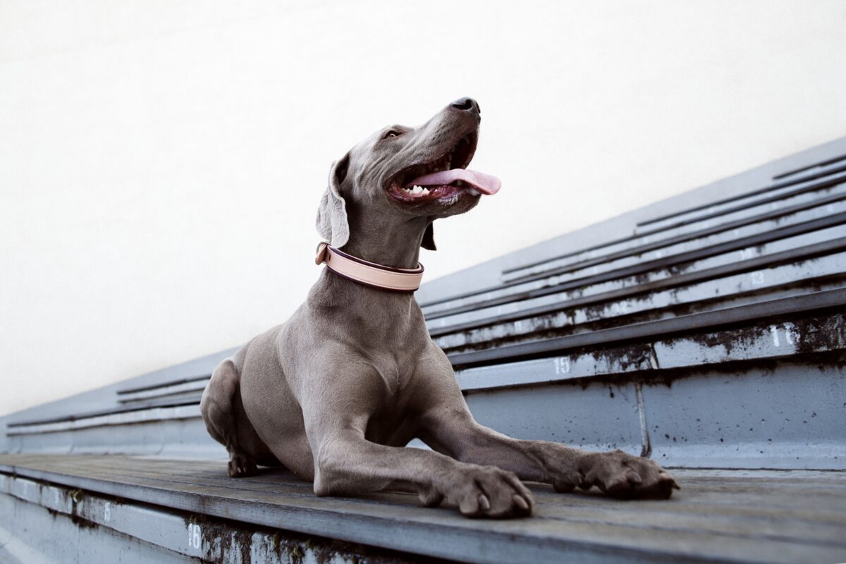 petlove.lt fortuna antkaklis šuniui modelis Bitė natūrali oda