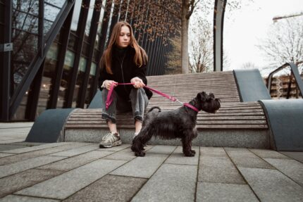 petlove.lt cvergšnauceris su magenta spalvos natūralios odos antkakliu