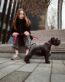 petlove.lt cvergšnauceris su magenta spalvos natūralios odos antkakliu