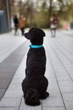 rankų darbo natūralios odos antkaklis fortuna