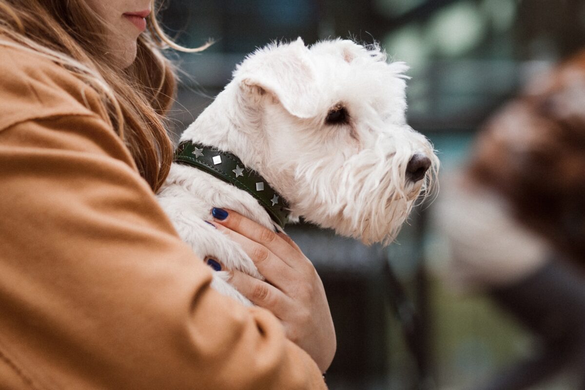 petlove.lt samaninis antkaklis fortuna iš natūralios odos subtilus blizgesys
