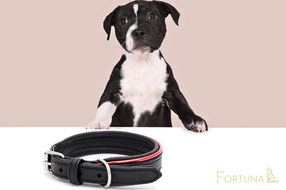 petlove.lt antkaklis iš natūralios odos fortūna elegancija ir subtilumas