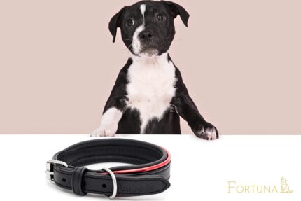 petlove.lt antkaklis iš natūralios odos fortūna elegancija ir subtilumas