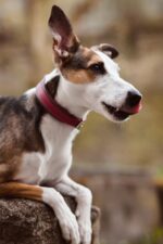 Mėta su fortuna antkakliu iš natūralios odos