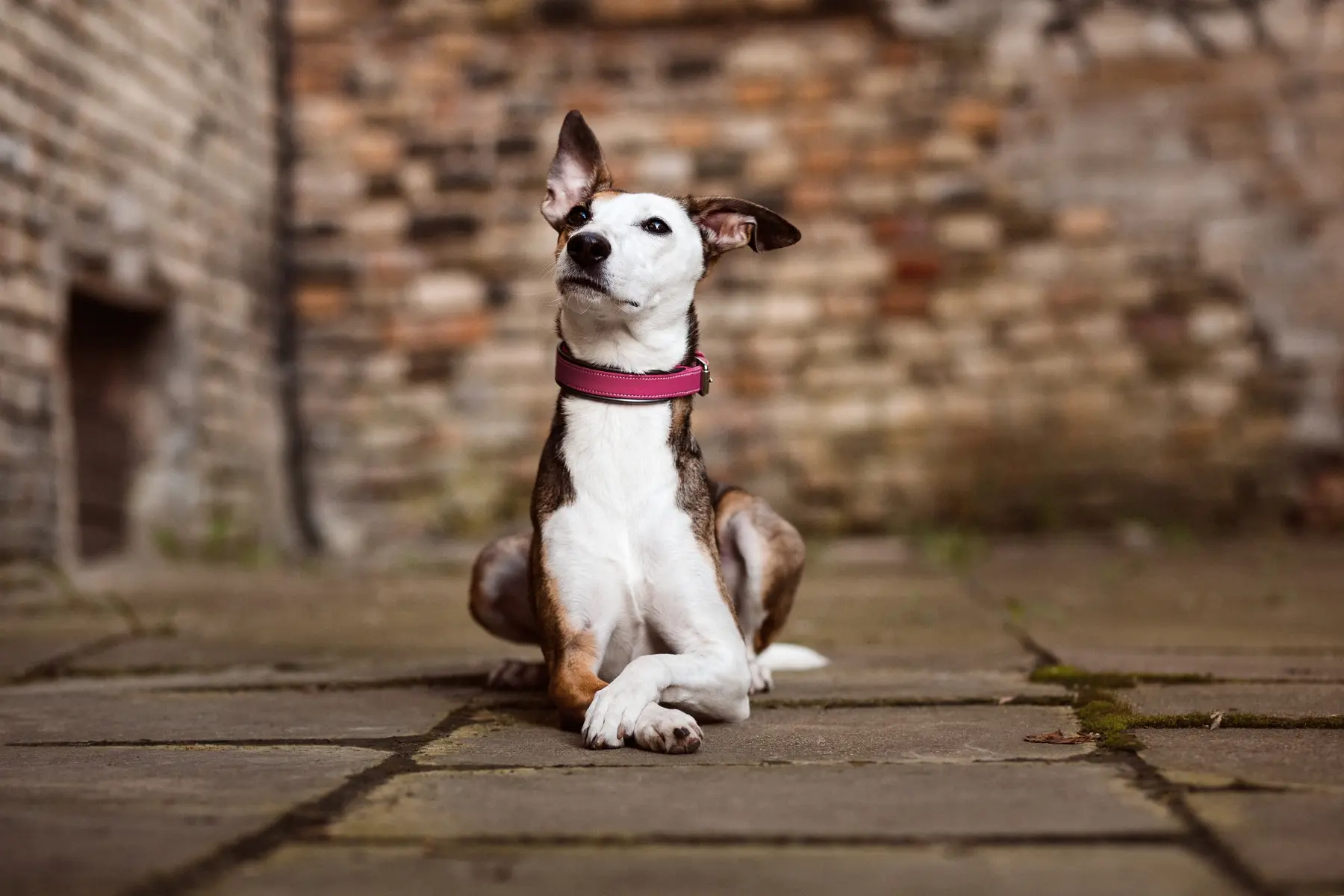 petlove.lt mėta su fortuna antkakliu iš natūralios odos rankų darbo magenta spalvos nuostabus