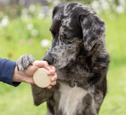 Doderm kietasis šampūnas švelniam ir veiksmingam odos valymui katėms ir šunims petlove.lt